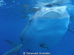 Whalshark close under the surface by Hansruedi Wuersten 